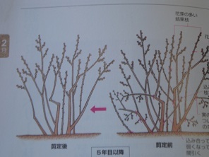 ブルーベーリー 剪定 サッカー シュート ベランダで大粒ブルーベーリーを育てる
